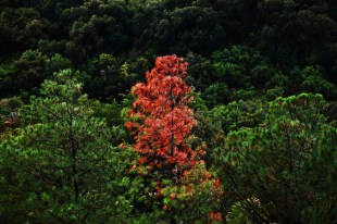 A red leaved tree stands out in a forest of green.